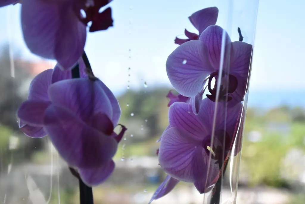 Guest House Fortuna Novigrad Istria Croazia